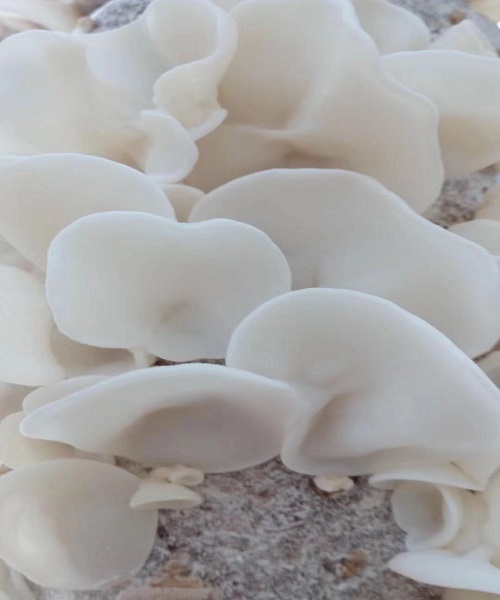 白玉木耳菌种